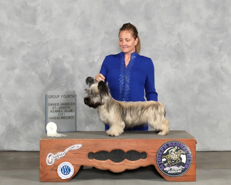 Farrah, a Skye Terrier tested with EmbarkVet.com