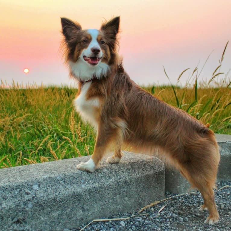 Koda, an Australian Shepherd tested with EmbarkVet.com