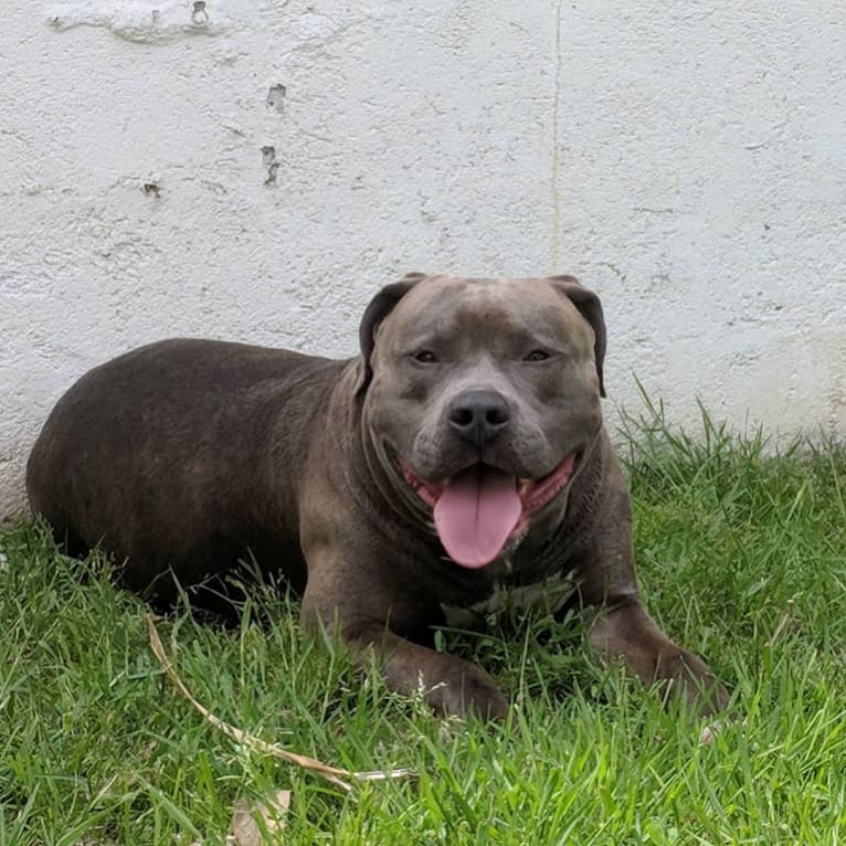 Left Brain, an American Bully and American Bulldog mix tested with EmbarkVet.com