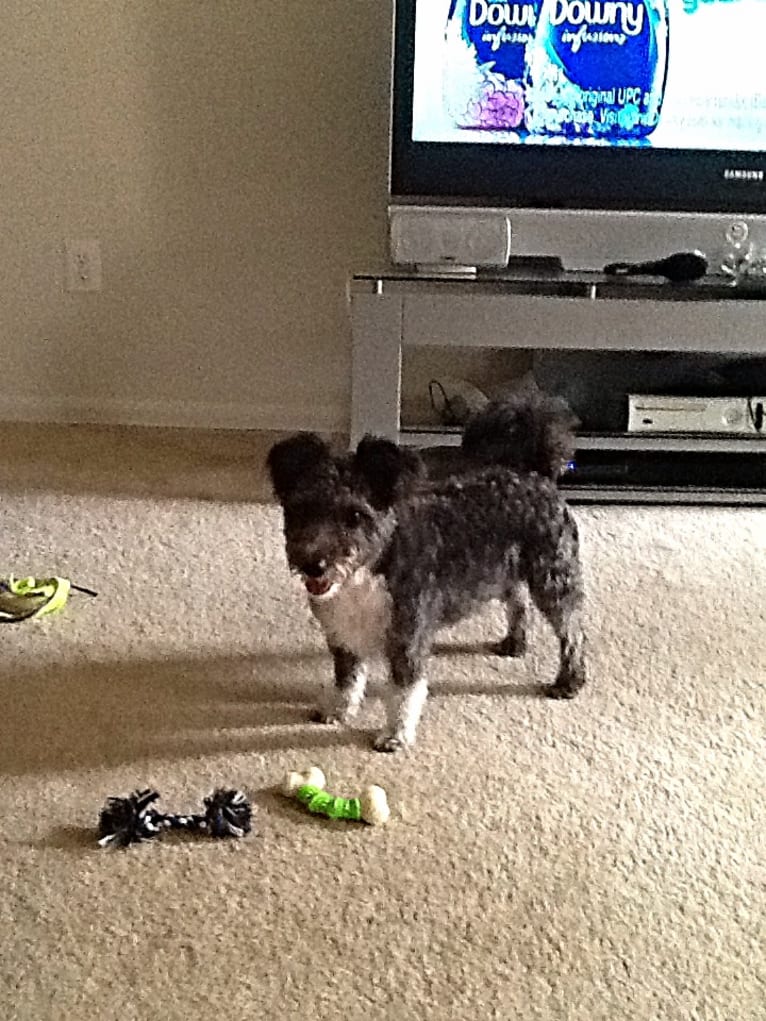 Sharky, a Bichon Frise and Scottish Terrier mix tested with EmbarkVet.com