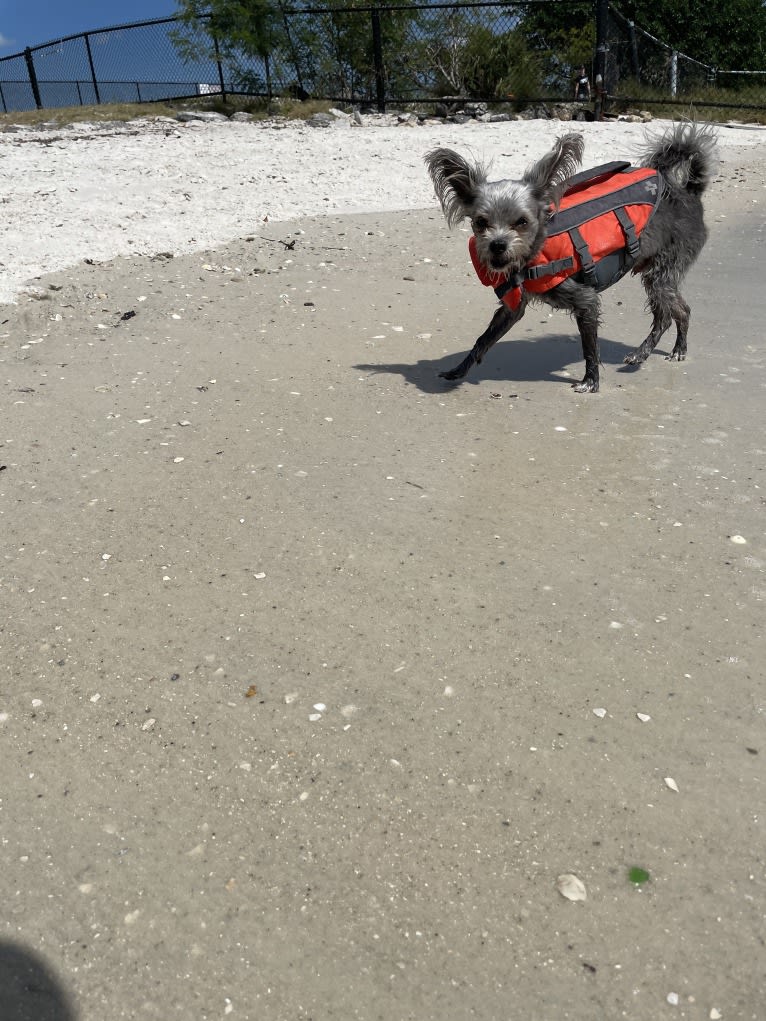 Jack, a Chihuahua and Maltese mix tested with EmbarkVet.com