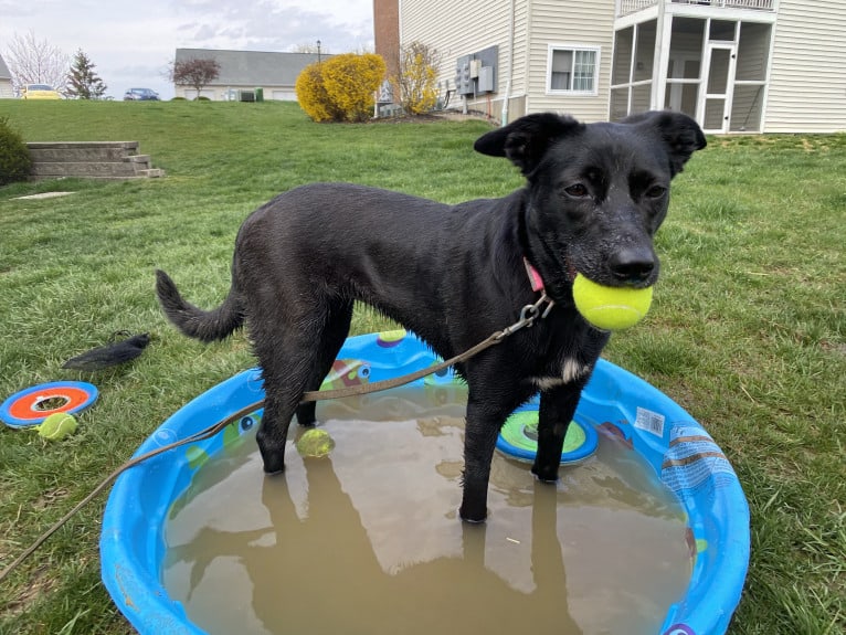 Nala, a Border Collie and American Pit Bull Terrier mix tested with EmbarkVet.com