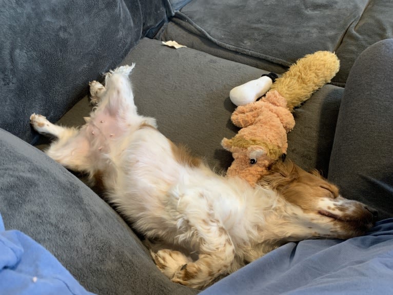 Birdie Mae, a Cocker Spaniel and Beagle mix tested with EmbarkVet.com