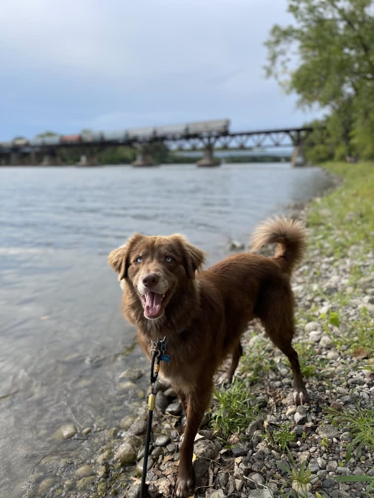 Folger, an Australian Shepherd and Siberian Husky mix tested with EmbarkVet.com