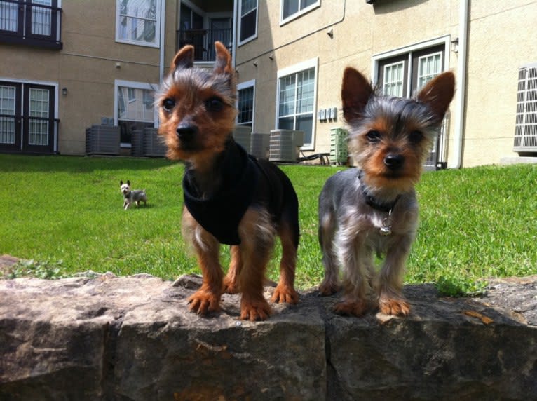 Razzee, a Yorkshire Terrier tested with EmbarkVet.com