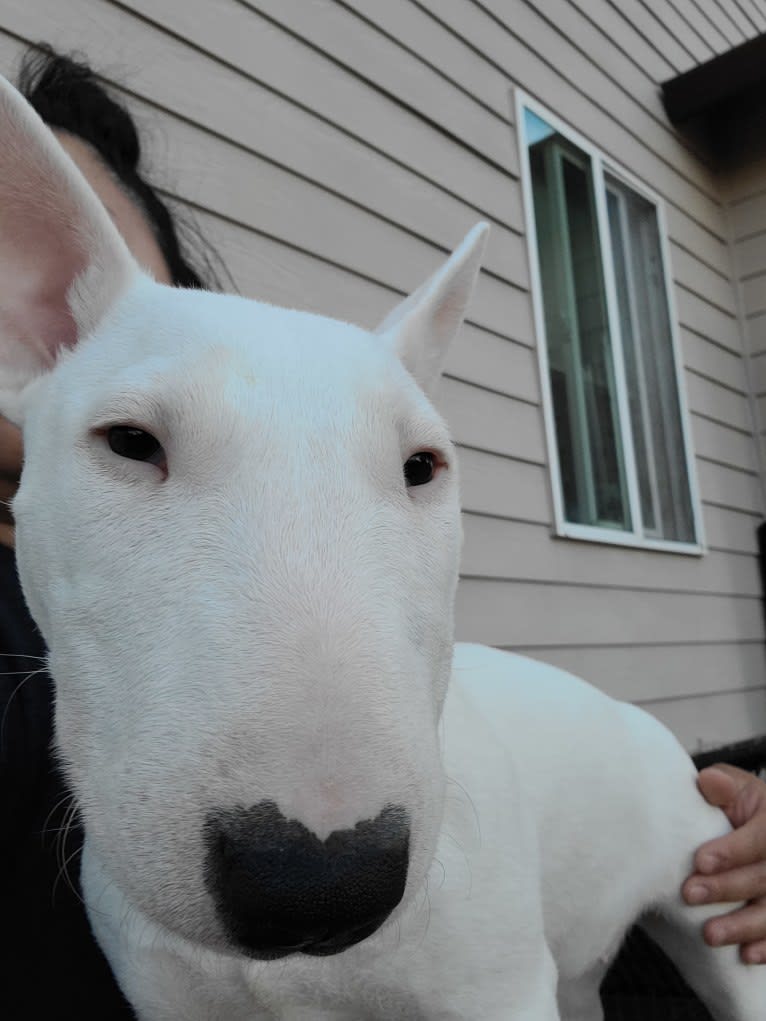 Oona, a Miniature Bull Terrier tested with EmbarkVet.com