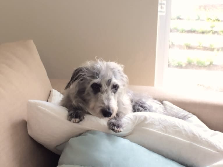 Joey, a Bedlington Terrier and Russell-type Terrier mix tested with EmbarkVet.com