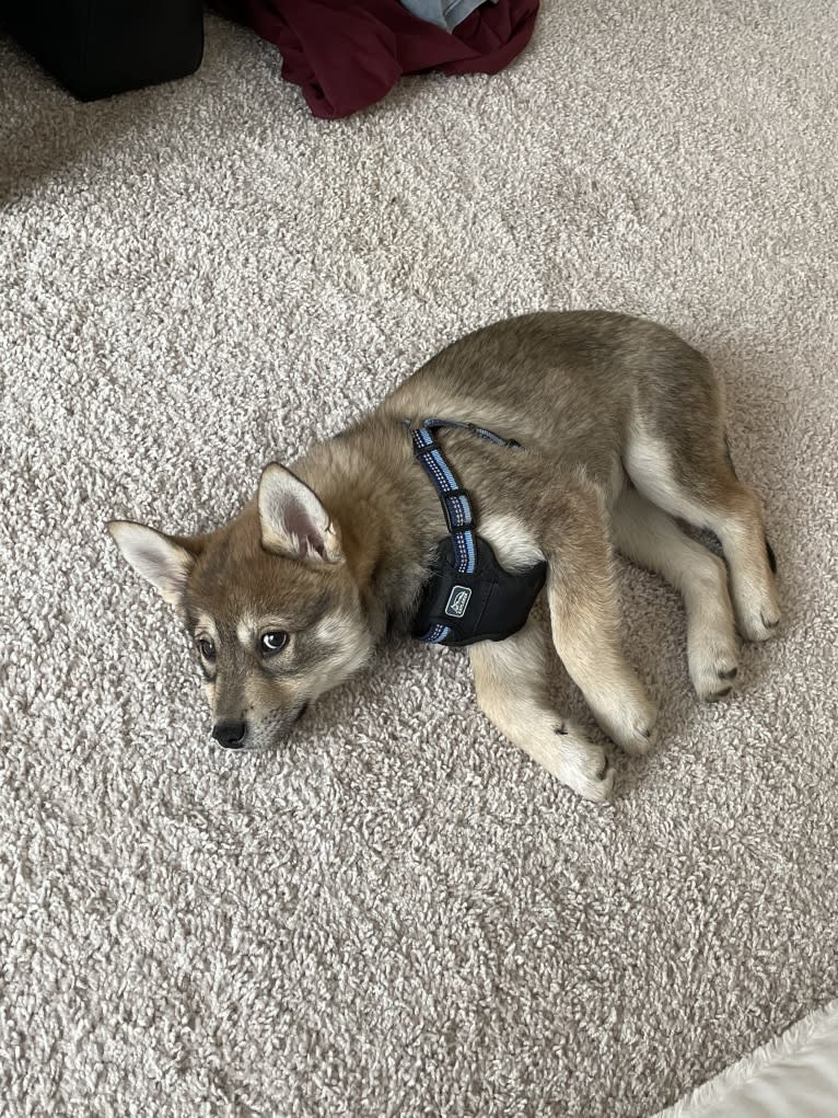 Stella, an Alaskan Klee Kai and Shiba Inu mix tested with EmbarkVet.com