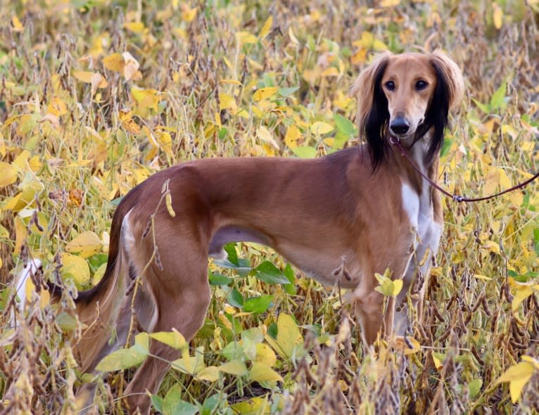 Chromie, a Saluki tested with EmbarkVet.com