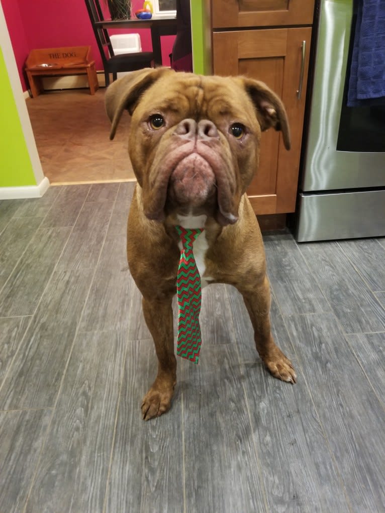 American dogue hot sale de bordeaux