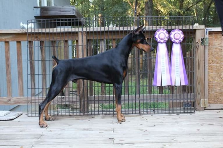 Fate, a Doberman Pinscher tested with EmbarkVet.com