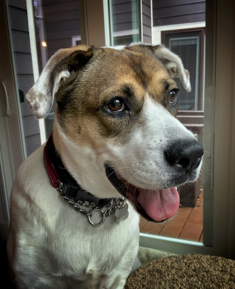 Maggie, a Boxer and Great Pyrenees mix tested with EmbarkVet.com