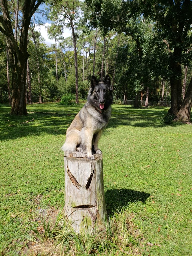 Valkerjia, a Belgian Shepherd tested with EmbarkVet.com