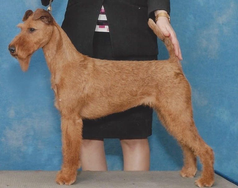 Greer (Gingerbread's Pride & Prejudice At Thorntons, an Irish Terrier tested with EmbarkVet.com