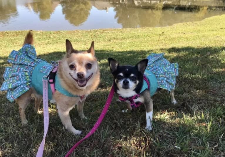 Rena Grace, a Miniature Pinscher and Pomeranian mix tested with EmbarkVet.com