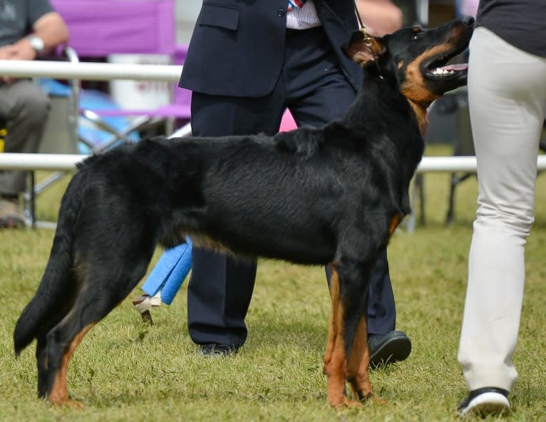 Thanos le Coeur Pur S CA SD-A-SP TT SDO, a Beauceron tested with EmbarkVet.com