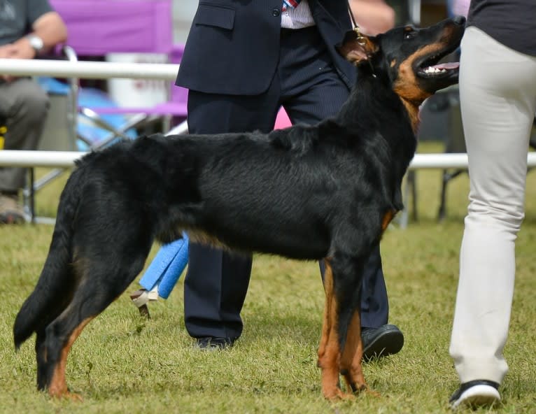 Thanos le Coeur Pur, a Beauceron tested with EmbarkVet.com