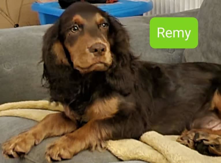 Remy, an English Cocker Spaniel (Working Type) and English Cocker Spaniel mix tested with EmbarkVet.com