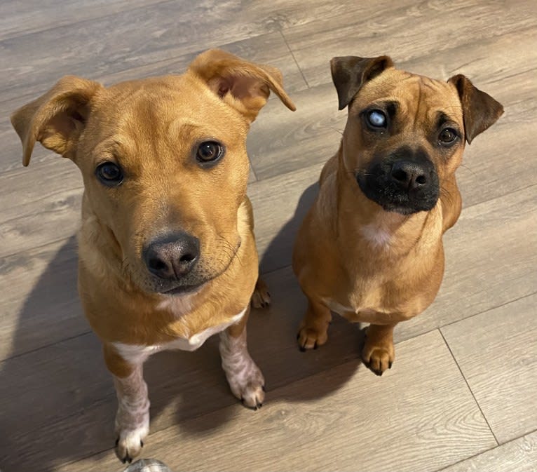 Winston, a Boxer and Pomeranian mix tested with EmbarkVet.com