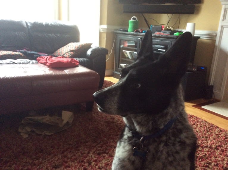 Bandit, a German Shepherd Dog and Border Collie mix tested with EmbarkVet.com