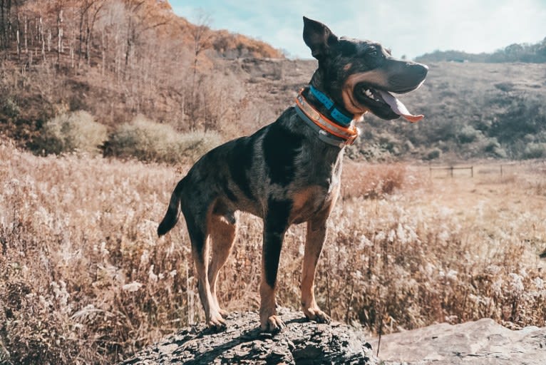 Rhett, a Catahoula Leopard Dog and Siberian Husky mix tested with EmbarkVet.com