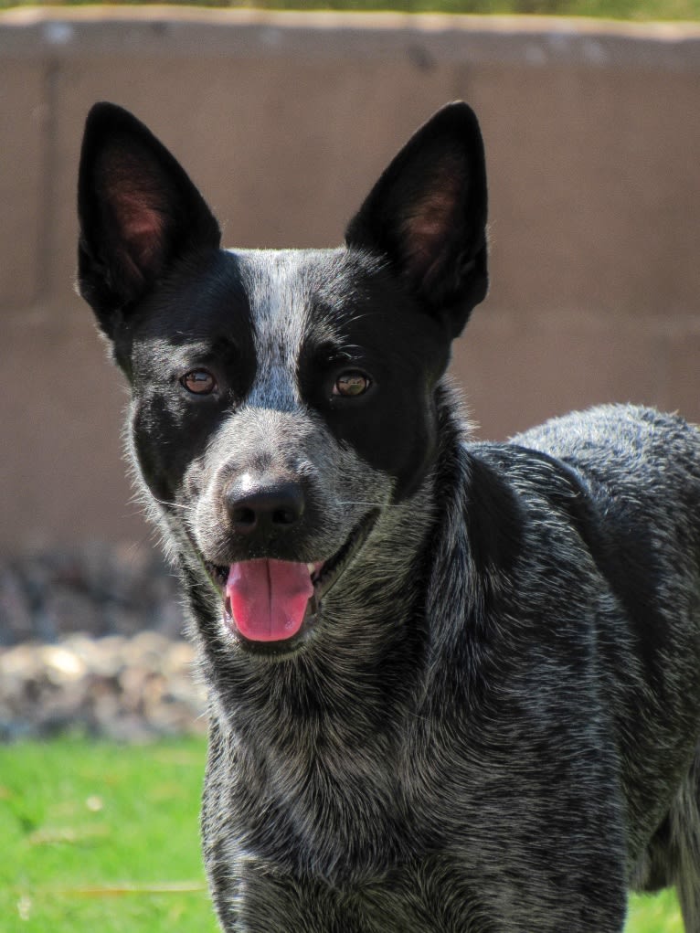 Bring the Heat, an Australian Cattle Dog tested with EmbarkVet.com