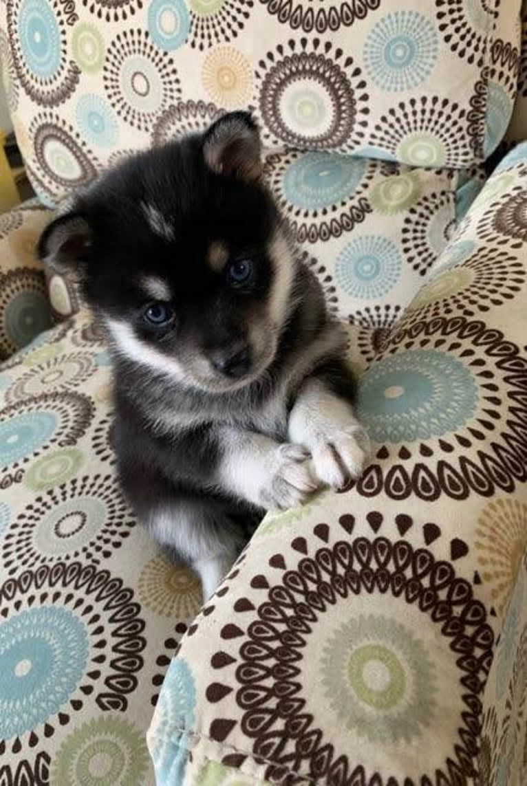 Skye, a Pomsky tested with EmbarkVet.com