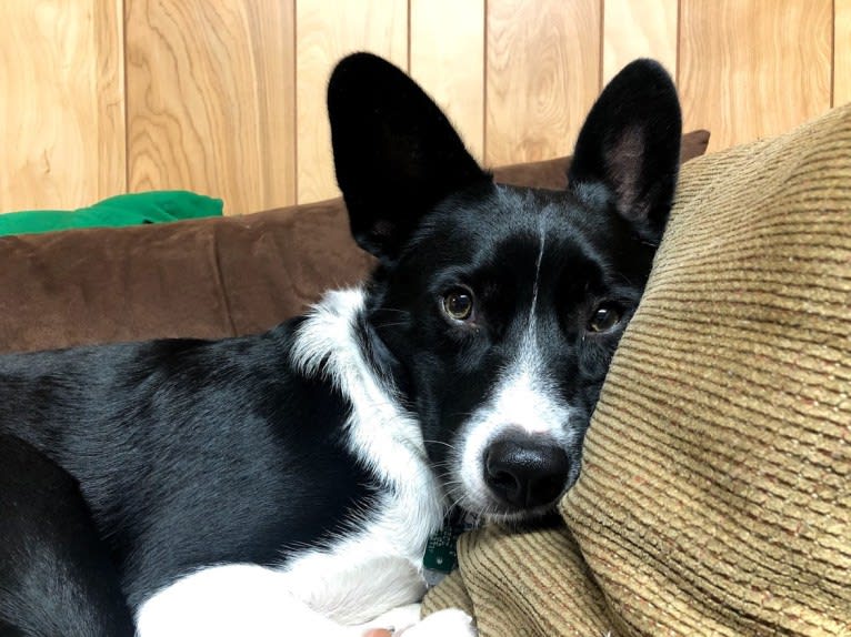 Newt, an Australian Cattle Dog and Border Collie mix tested with EmbarkVet.com