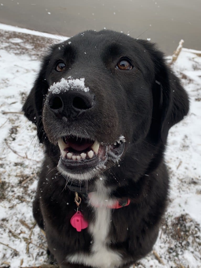 Sofia, a West Asian Village Dog tested with EmbarkVet.com