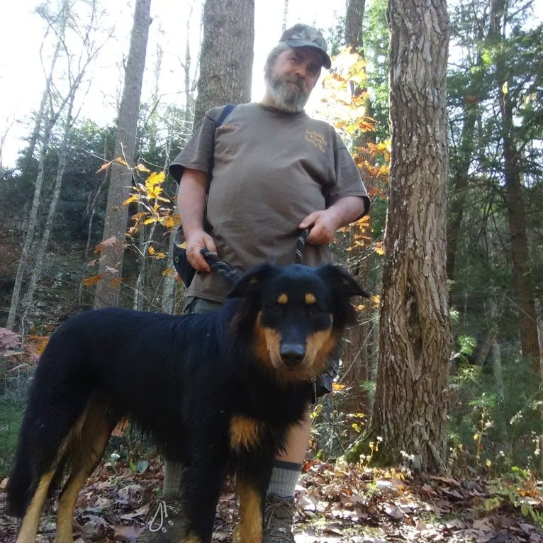 Zuess, an English Shepherd tested with EmbarkVet.com