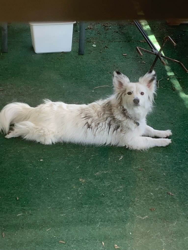 Josie, an English Shepherd and Australian Cattle Dog mix tested with EmbarkVet.com