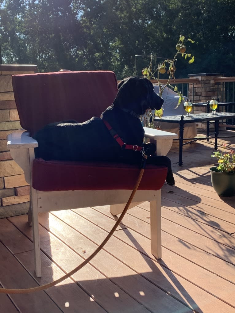 Ollie Milazzo, an American Foxhound and German Shorthaired Pointer mix tested with EmbarkVet.com