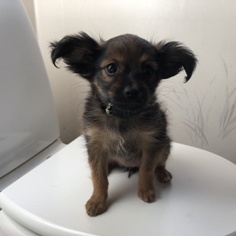 Dimitra, a Russian Toy tested with EmbarkVet.com