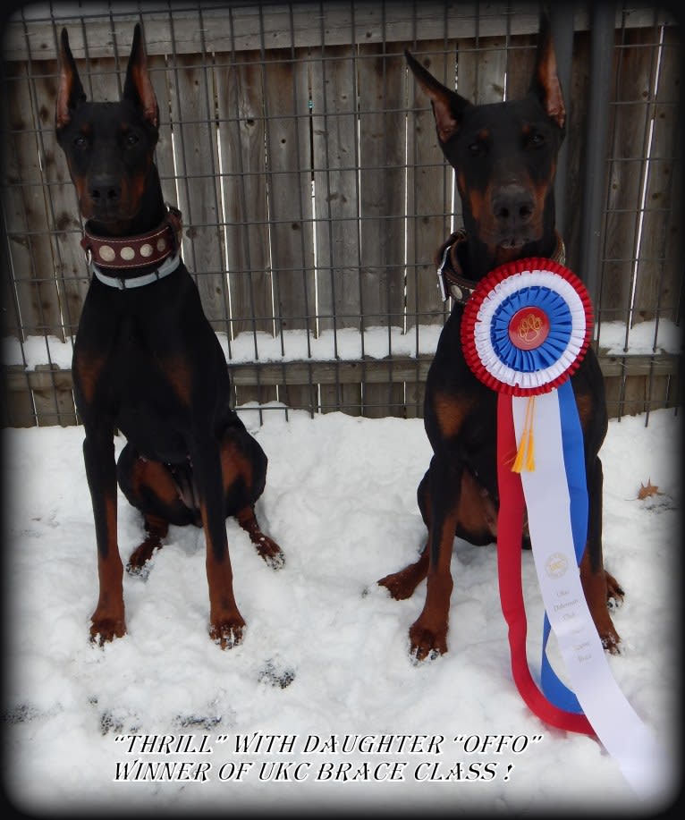 Thrill, a Doberman Pinscher tested with EmbarkVet.com