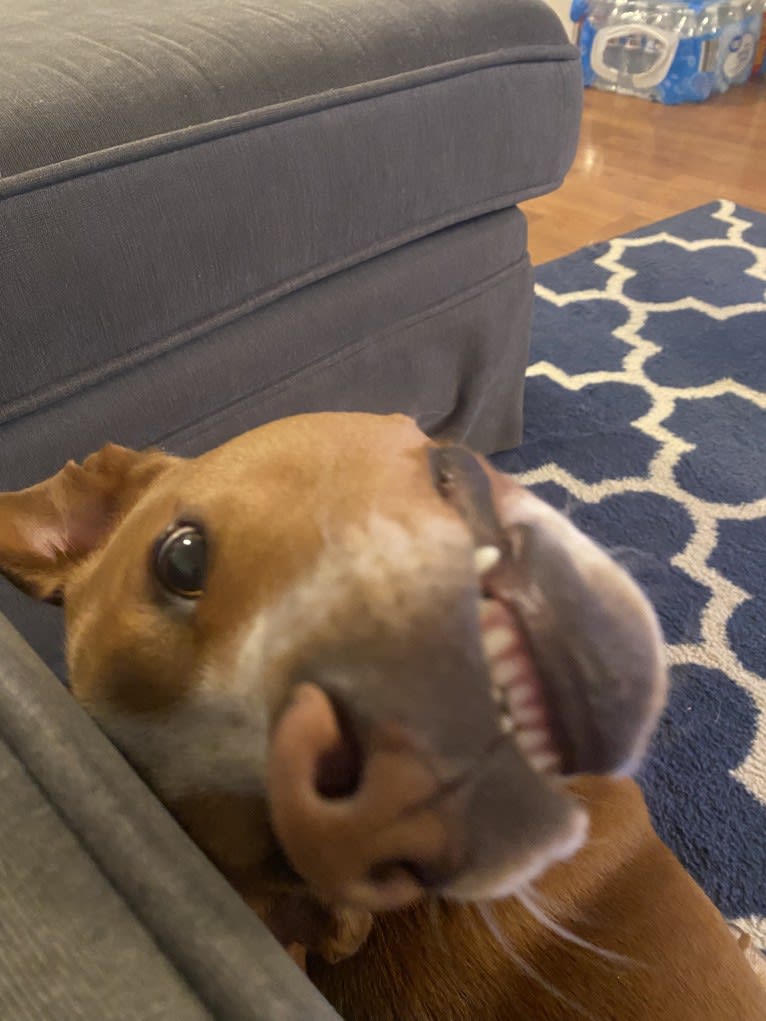 Oscar, an American Pit Bull Terrier and Dachshund mix tested with EmbarkVet.com