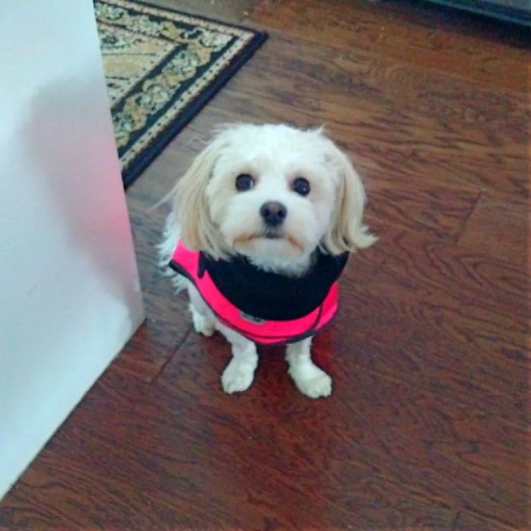 Maggie, a Maltese and Poodle (Small) mix tested with EmbarkVet.com