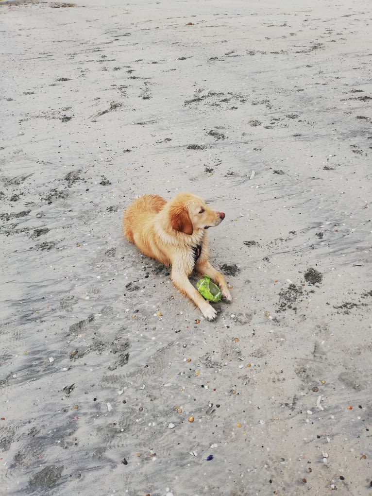 Olive, an Eastern European Village Dog tested with EmbarkVet.com