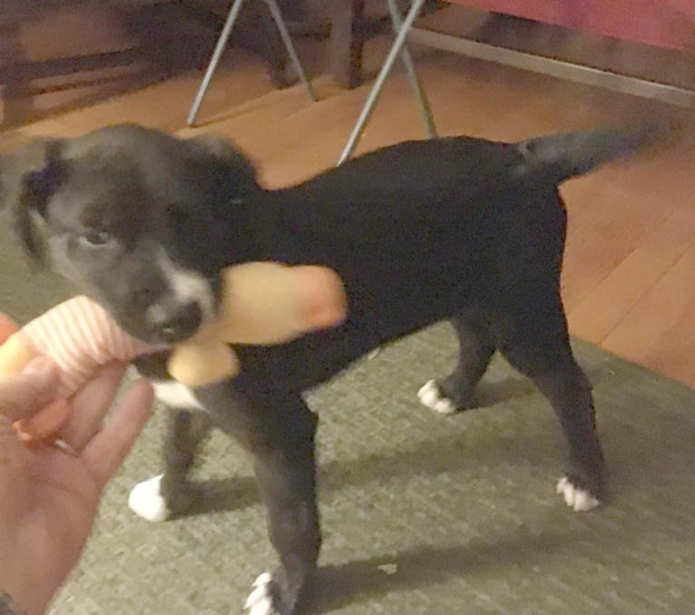 Buddy, an American Pit Bull Terrier and Australian Cattle Dog mix tested with EmbarkVet.com