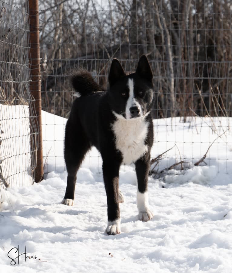 Pikki, a Karelian Bear Dog tested with EmbarkVet.com