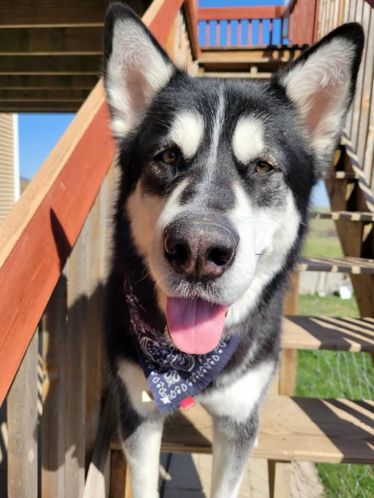 Artemis, an Alaskan Malamute tested with EmbarkVet.com