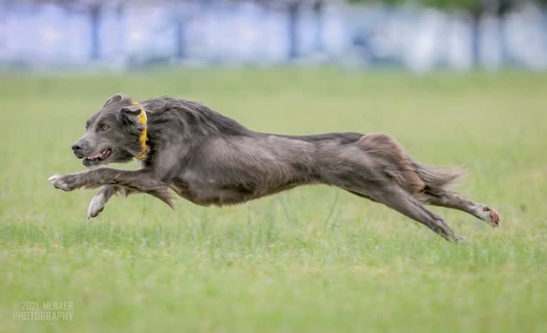 "Camber Tilt for Speed" aka Cam, an American Pit Bull Terrier and Pembroke Welsh Corgi mix tested with EmbarkVet.com