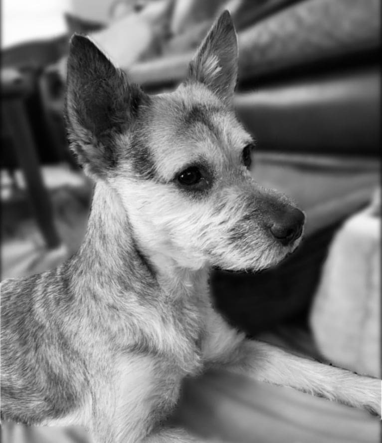 Macey, an Australian Cattle Dog and Chihuahua mix tested with EmbarkVet.com