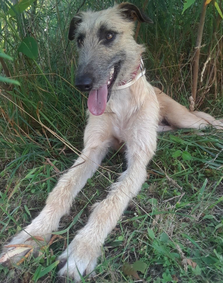 Janus, a Greyhound and Scottish Deerhound mix tested with EmbarkVet.com