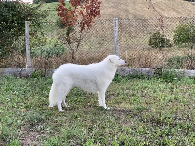 Abigail, an Eastern European Village Dog tested with EmbarkVet.com