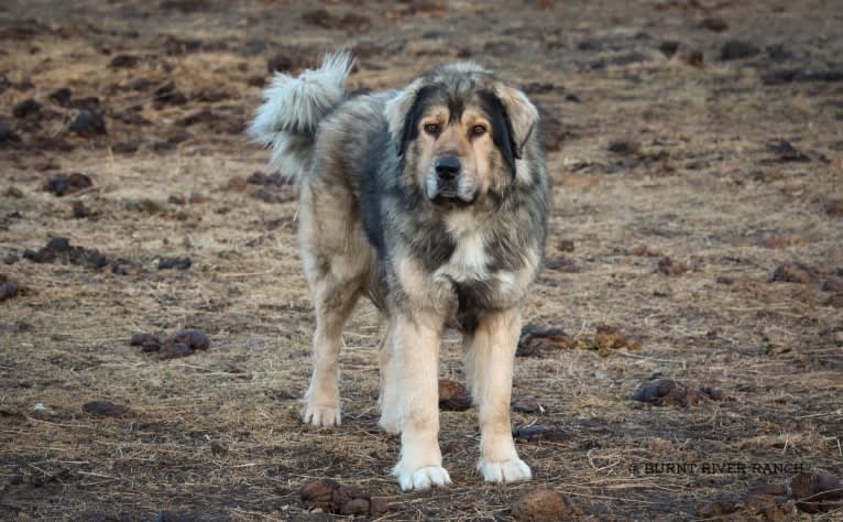 Rune, a Sarplaninac tested with EmbarkVet.com