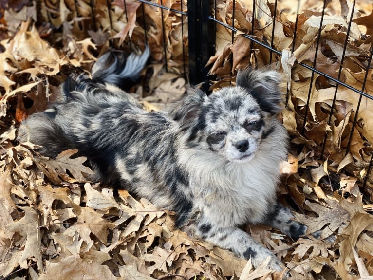 Cookie, a Chihuahua tested with EmbarkVet.com