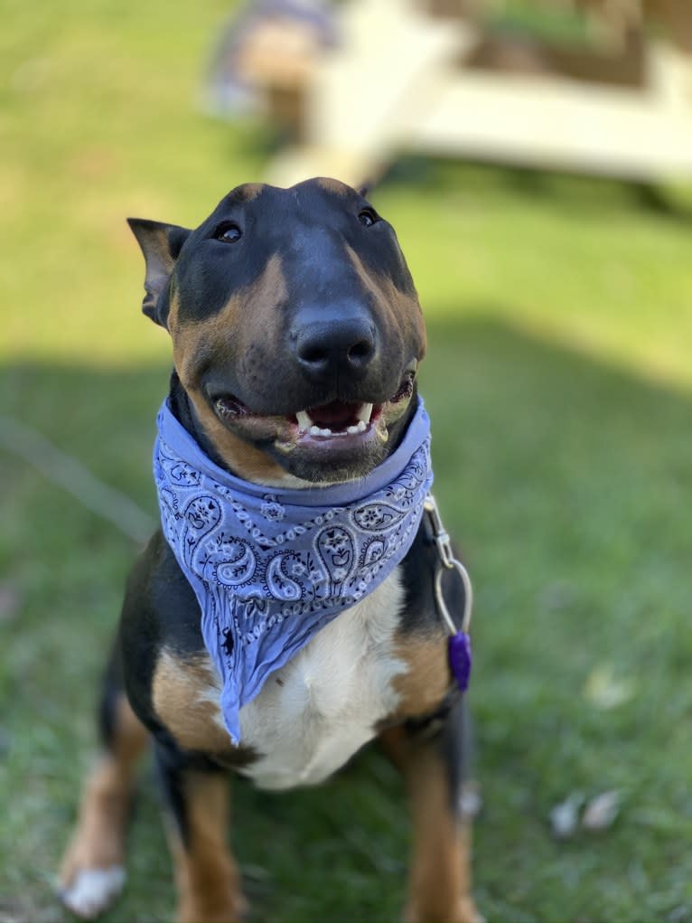 Barrington Sterling Edwards, a Bull Terrier tested with EmbarkVet.com