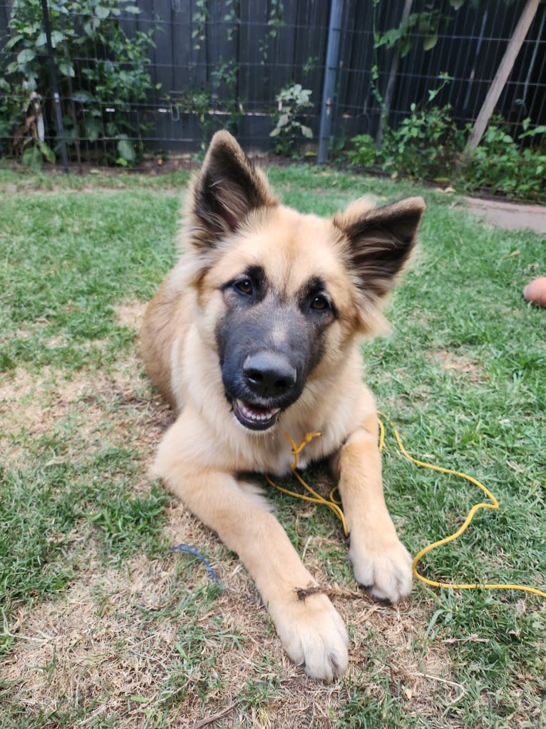 Tinos, a German Shepherd Dog and Alaskan Malamute mix tested with EmbarkVet.com