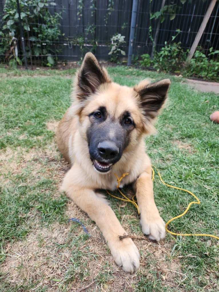 Tinos, a German Shepherd Dog and Alaskan Malamute mix tested with EmbarkVet.com