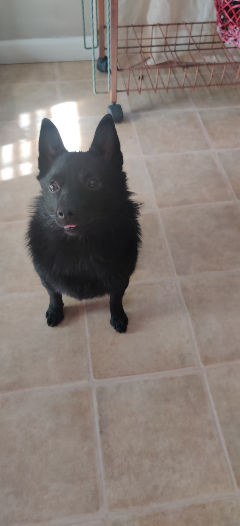 Zala or Txiki, a Schipperke tested with EmbarkVet.com